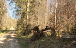 Die zunehmende Trockenheit macht auch dem Wald in St. Johann zu schaffen. Sie ist mit ein Grund dafür, dass der Borkenkäfer auf 