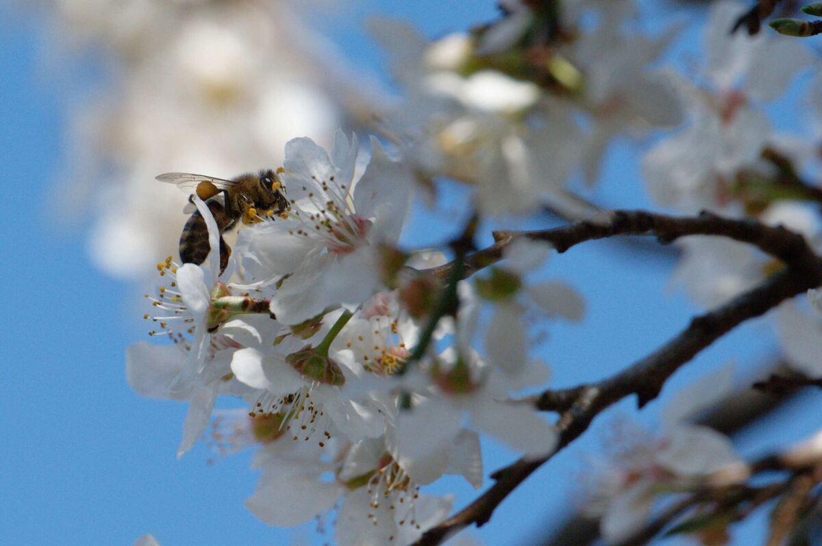 Auf eine Blüte Auf eine Blüte