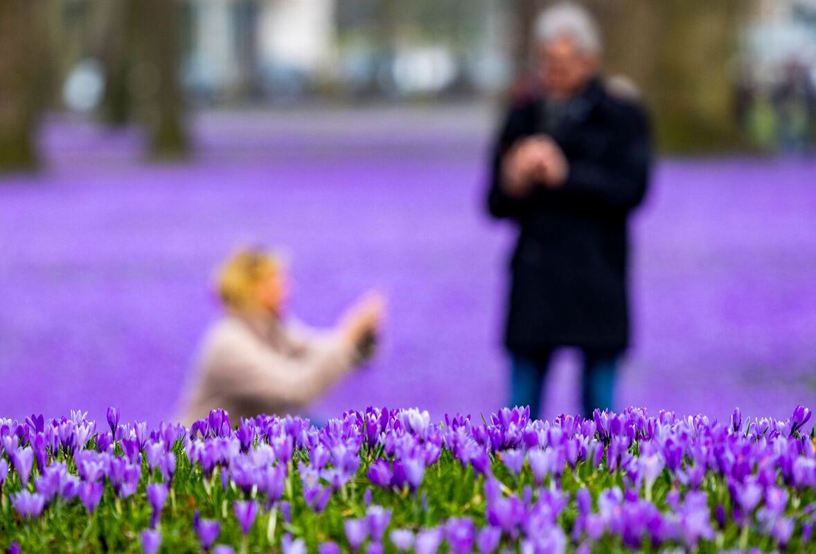 Krokusblütenfest