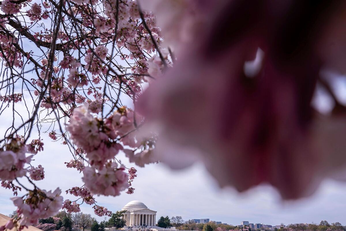 Kirschblüten Kirschblüten