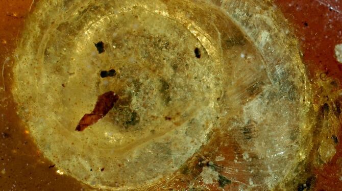 99 Millionen alte fossile Schnecke in Colmar