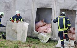 Schweinetransporter kippt um