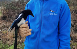 Bereit zum Abflug: Dr. Daniel Schmidt-Rothmund, Leiter des Nabu-Vogelschutzzentrums Mössingen, lässt eine genesene Elster frei. 