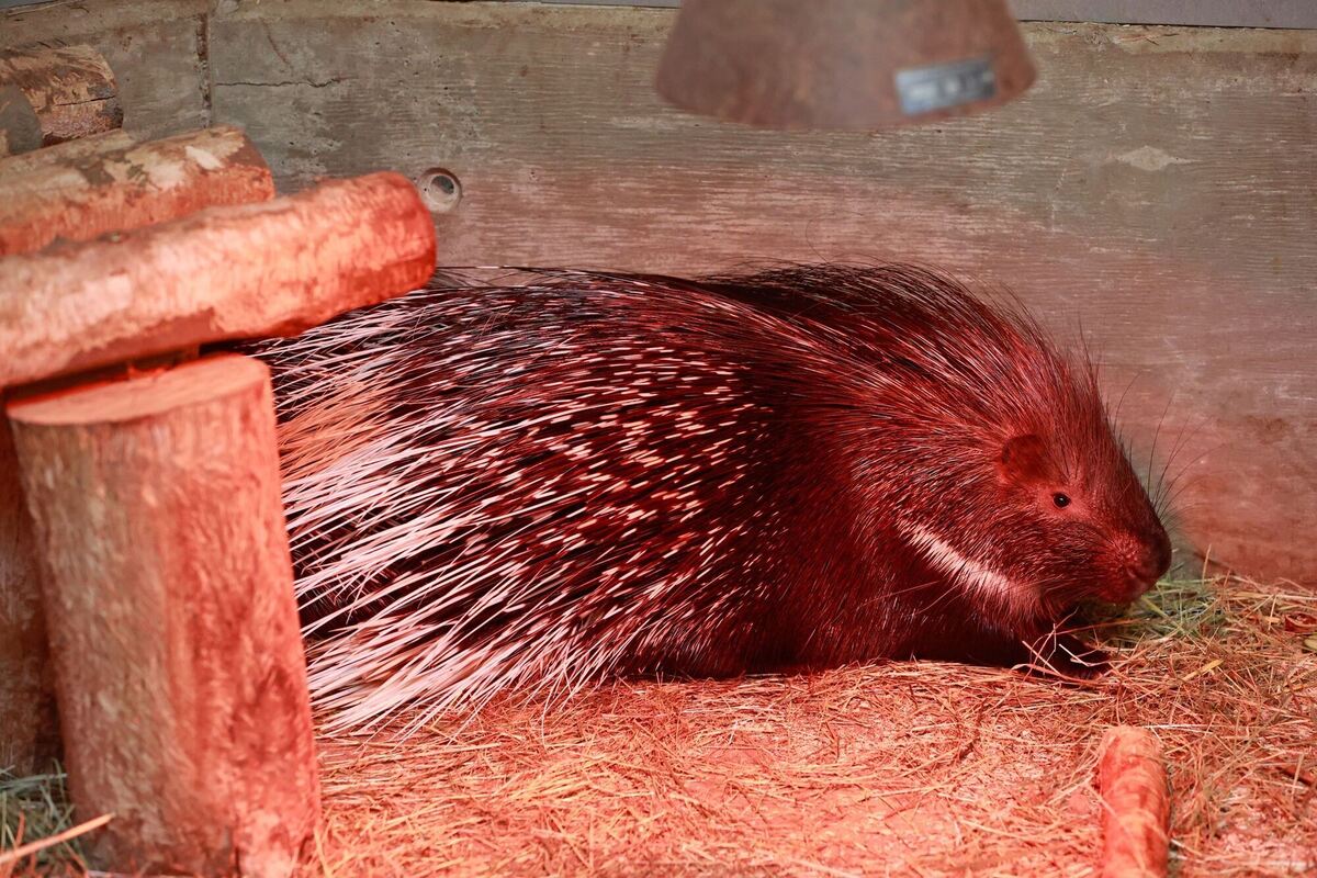 Pinkys Rückkehr Pinkys Rückkehr