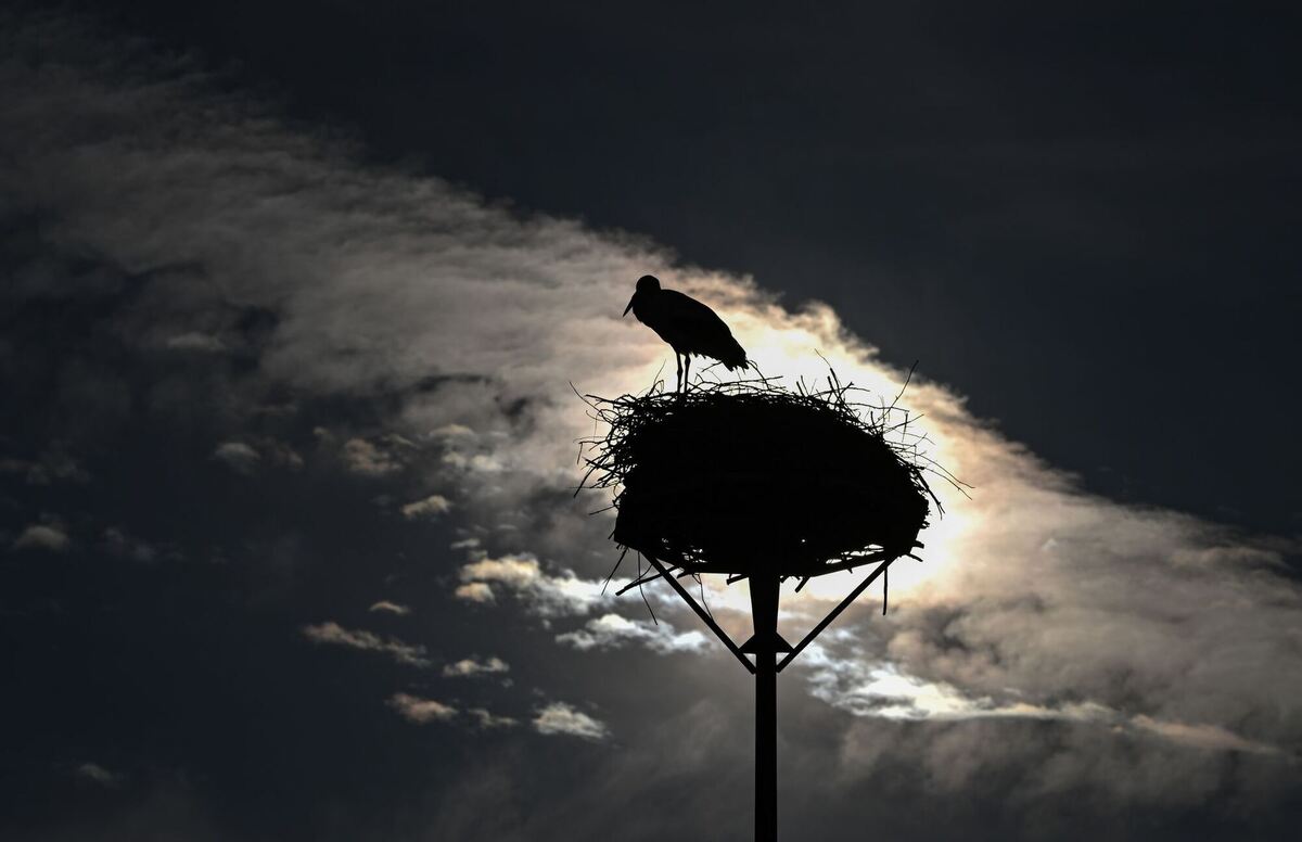 Nesthocker Nesthocker