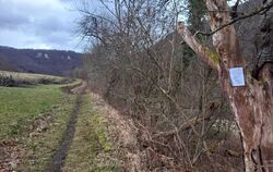 Vorher ein Trampelpfad, nachher gut zwei Meter breit: Der Wegbau im Zellertal hätte mit dem Naturschutz abgestimmt werden müssen
