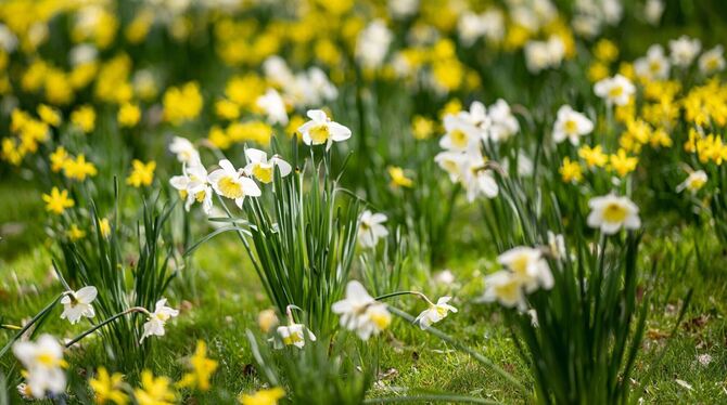 Frühling im Britzer Garten