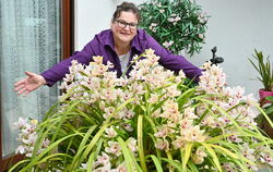Der Durchmesser der Orchidee ist größer als die Arme von Annette Armbruster reichen.