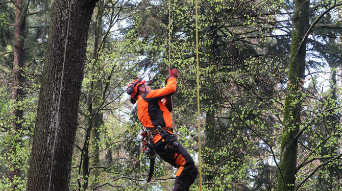 Waldarbeit als Seilkunst: Marc Hald klettert an einem Seil in die 25 Meter hohe Krone einer Eiche in Metzingen. Dort angekommen,