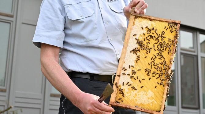 Im Bienenstock von Berthold Schlegel herrscht reges Treiben.  FOTO: PIETH