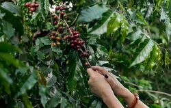 Kaffee-Ernte in Brasilien