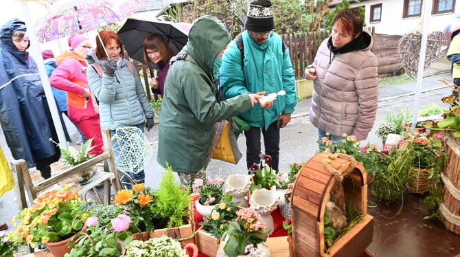 Beim ersten von zwei Gönninger Tulpensonntagen hat der Regen das Ereignis etwas unangenehmer gemacht, aber dennoch haben sich vi