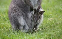 Schwäbisches Wallaby-Baby