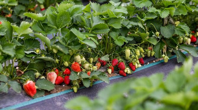 Erdbeerpflanzen