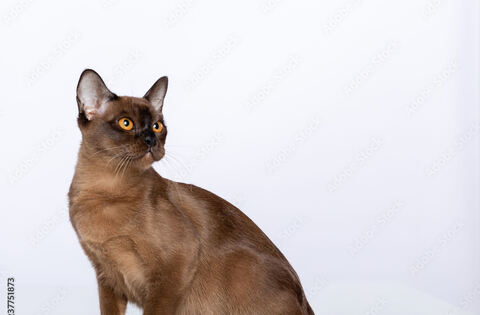 Katzenzüchterin von der Alb kommt gerade noch um Knast herum Über die