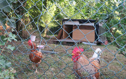Wo aktuell Hahn und Henne leben, könnten bald Häuser entstehen. Entschieden ist das aber noch nicht. In diesem Jahr soll eine na