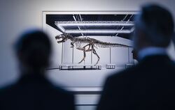 Tyrannosaurus Rex-Skelett