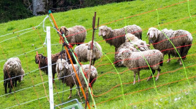 Nach Schafsrissen in Oberbayern