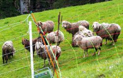 Nach Schafsrissen in Oberbayern