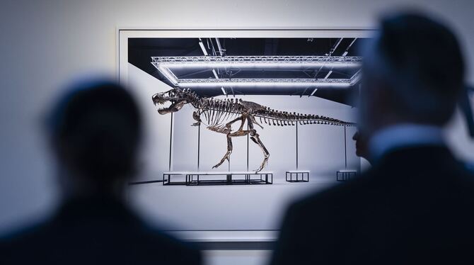 Versteigerung von Tyrannosaurus rex-Skelett