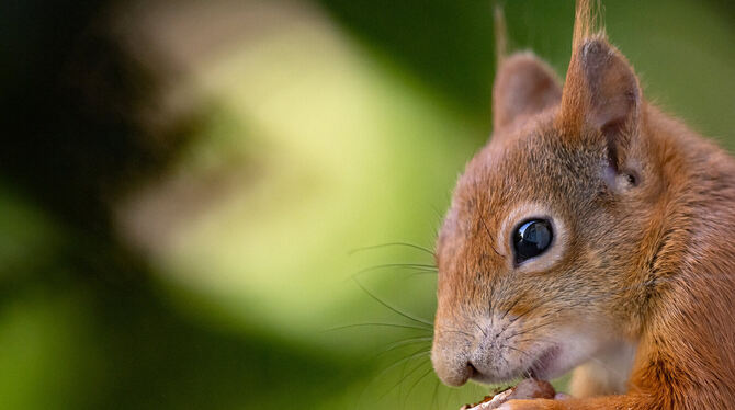 Eichhörnchen.  FOTO: HOPPE/DPA