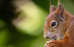 Eichhörnchen.  FOTO: HOPPE/DPA