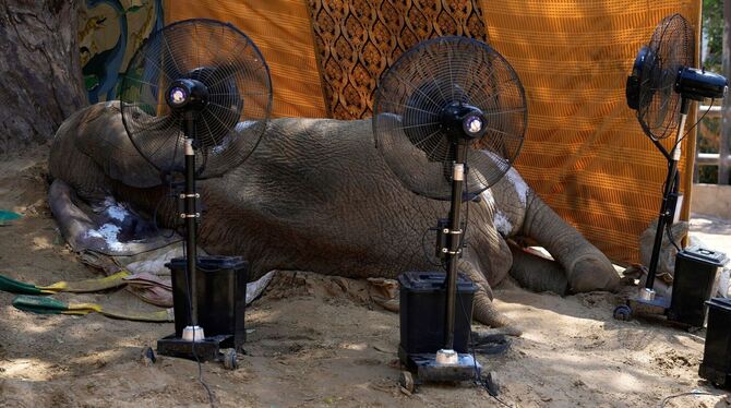 Elefantendame stirbt in pakistanischem Zoo