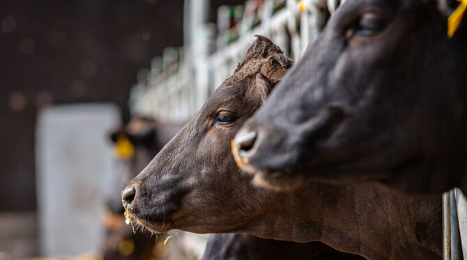 Wagyu-Ochsen stehen in einem halboffenen Stall.  FOTO: KIRCHNER/DPA