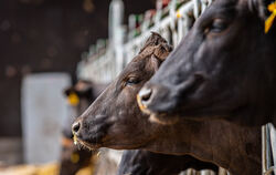 Wagyu-Ochsen stehen in einem halboffenen Stall.  FOTO: KIRCHNER/DPA 