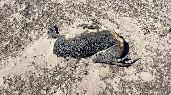 Tote Gazelle Tote Gazelle