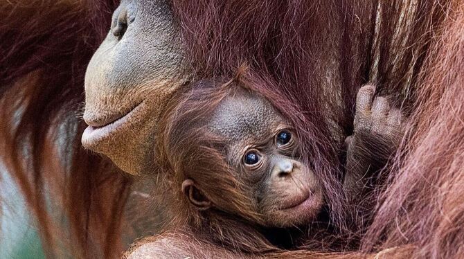 Orang-Utan-Baby im Rostocker Zoo heißt Khaleesi