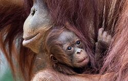 Orang-Utan-Baby im Rostocker Zoo heißt Khaleesi