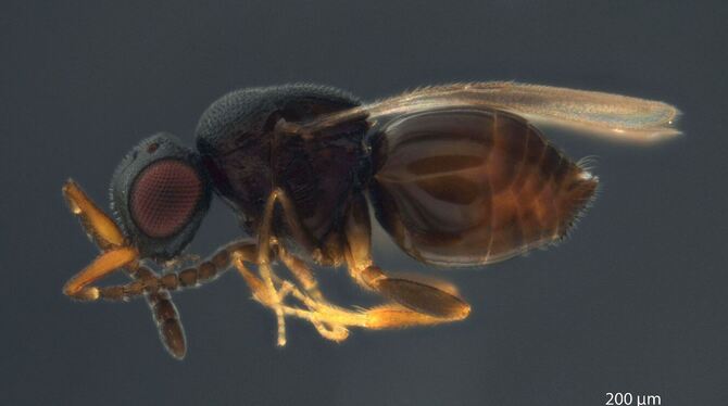 Neue Wespenart Neue Wespenart