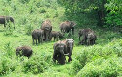 Wilde Elefanten im indischen Bundesstaat Kerala