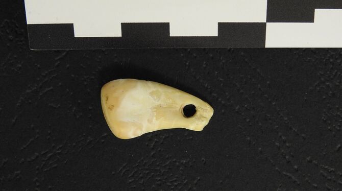 Hirschzahn Hirschzahn