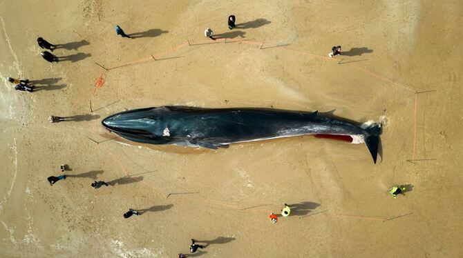 Toter Wal in Großbritannien