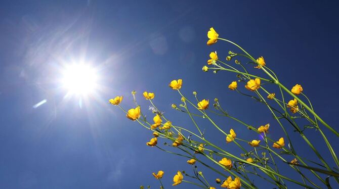 Blumen im Sonnenschein