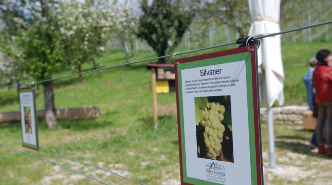 Natur trifft (Wein-)Kultur: Im Neuhäuser Weinberg blühen Obstbäume und hängen Schilder, die über die hier wachsenden Rebsorten i