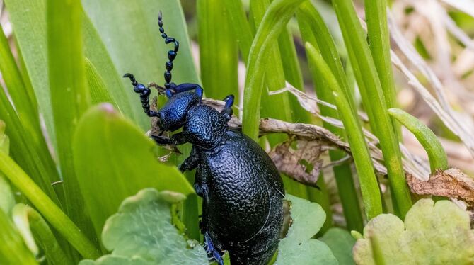 Gift an Ölkäfer-Beinen reizt die Haut Gift an Ölkäfer-Beinen reizt die Haut