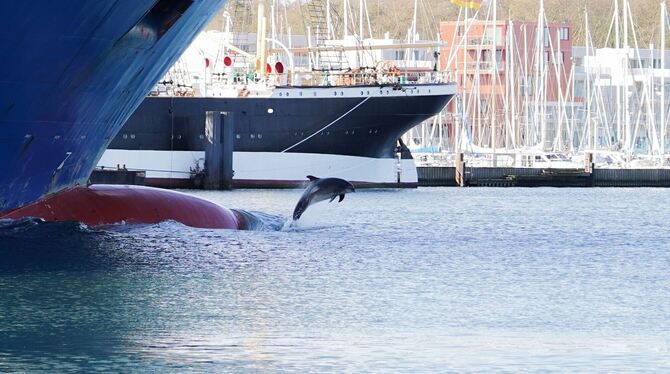 Delfin-Watching an der Ostsee