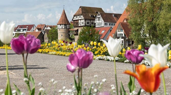 Gartenschau in Balingen