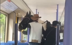 Ungewöhnlicher Fahrgast: Pferd in Stuttgarter Straßenbahn.