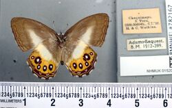 Schmetterlingsgruppe nach Herr-der-Ringe-Bösewicht benannt