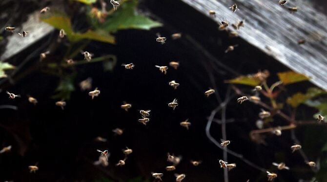 Bienenschwarm