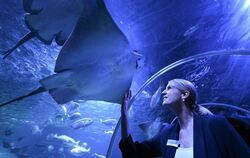 Wiedereröffnung des Sealife Aquariums