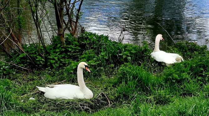 Derzeit brüten überall am Neckar zahlreiche Wasservögel, auch Schwäne. Die Stadtverwaltung Tübingen rät, sie in Ruhe zu lassen,
