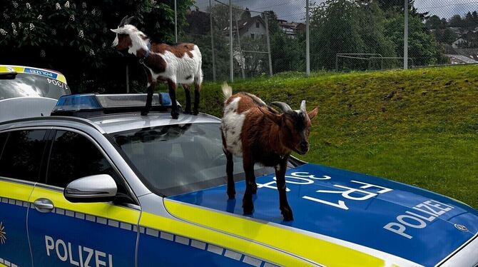 Diese Ziegen fanden die Polizeiautos ganz spannende und wollten sich nur schwer davon abhalten lassen.