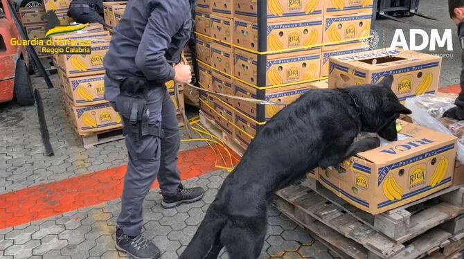 Polizei in Italien findet 2,7 Tonnen Kokain zwischen Bananen