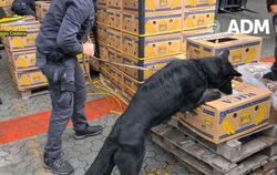 Polizei in Italien findet 2,7 Tonnen Kokain zwischen Bananen