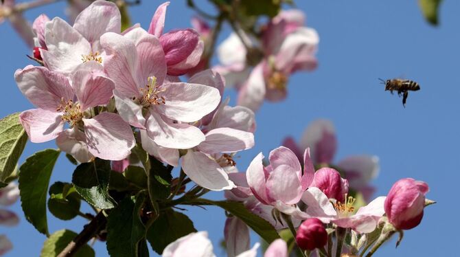 Apfelblüte macht Hoffnung auf gute Ernte